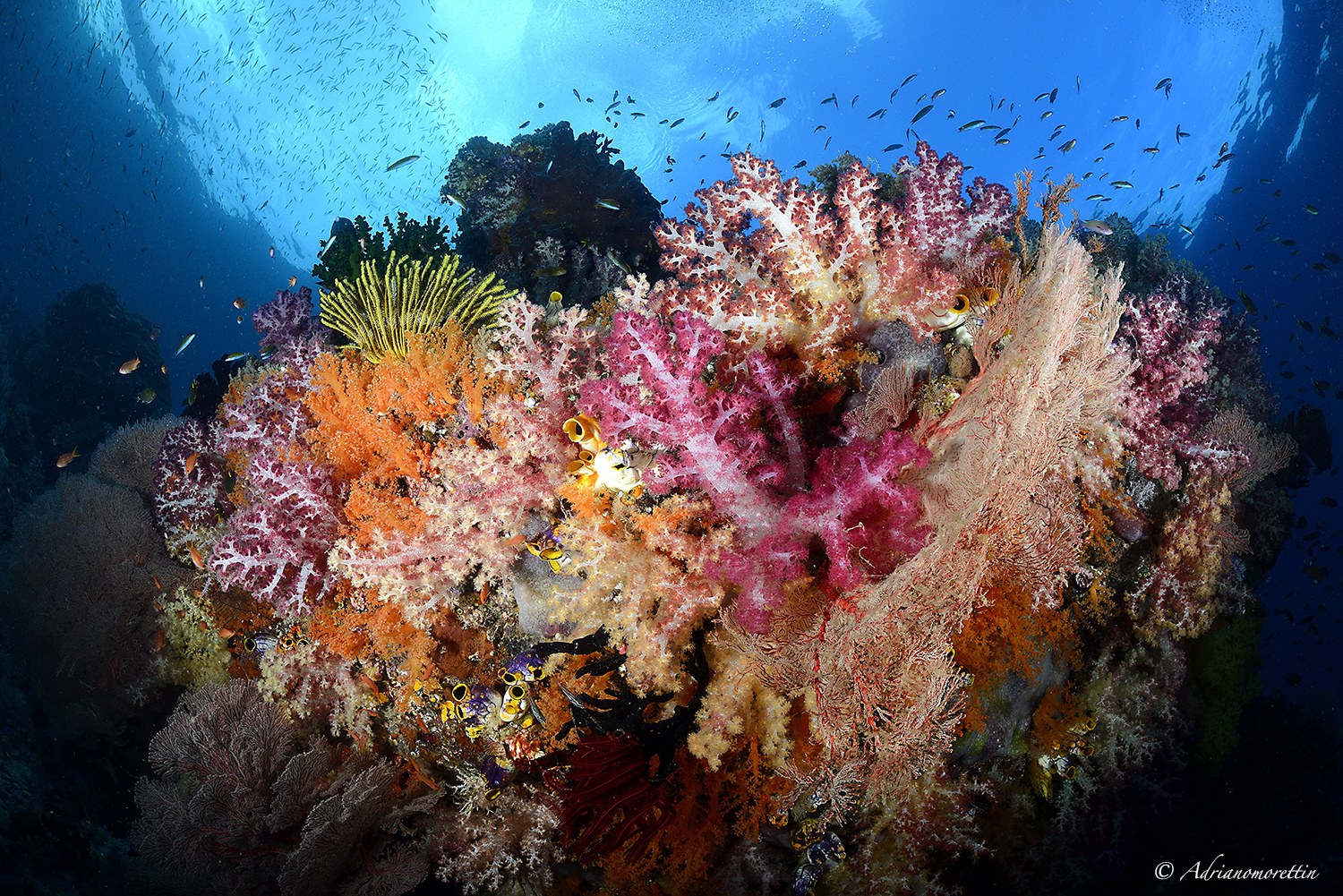 Fiabacet reef colors