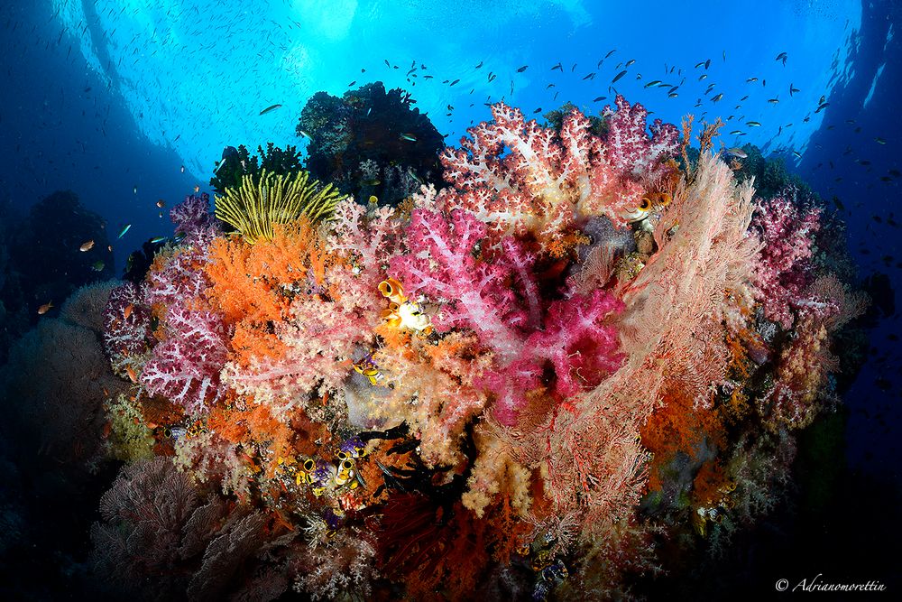 Fiabacet reef colors