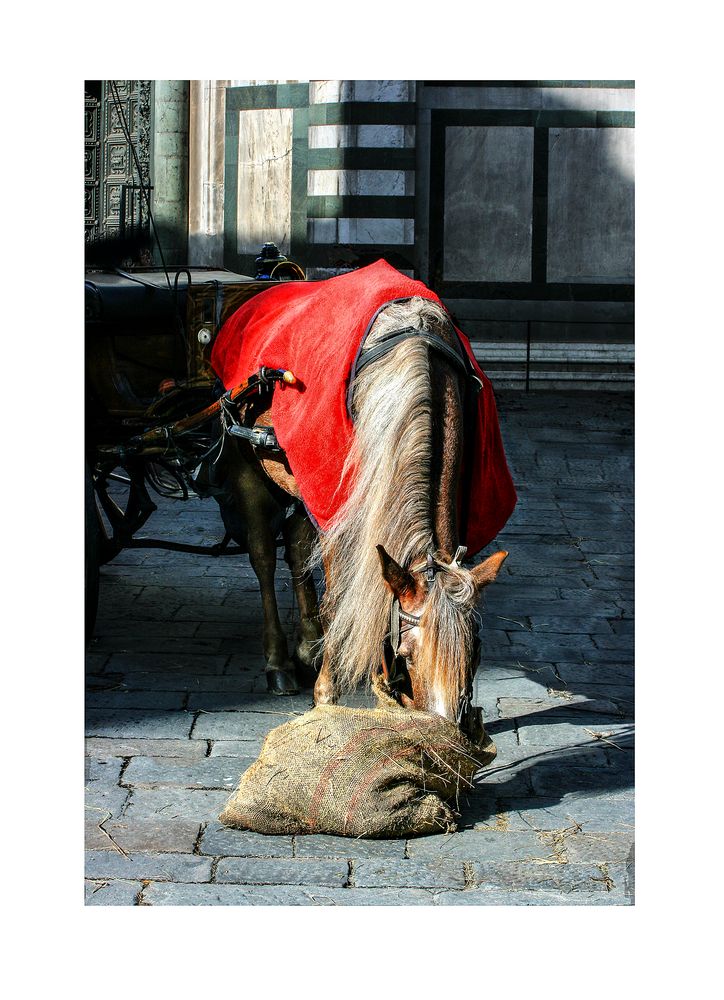 Fiacchere in sosta pranzo