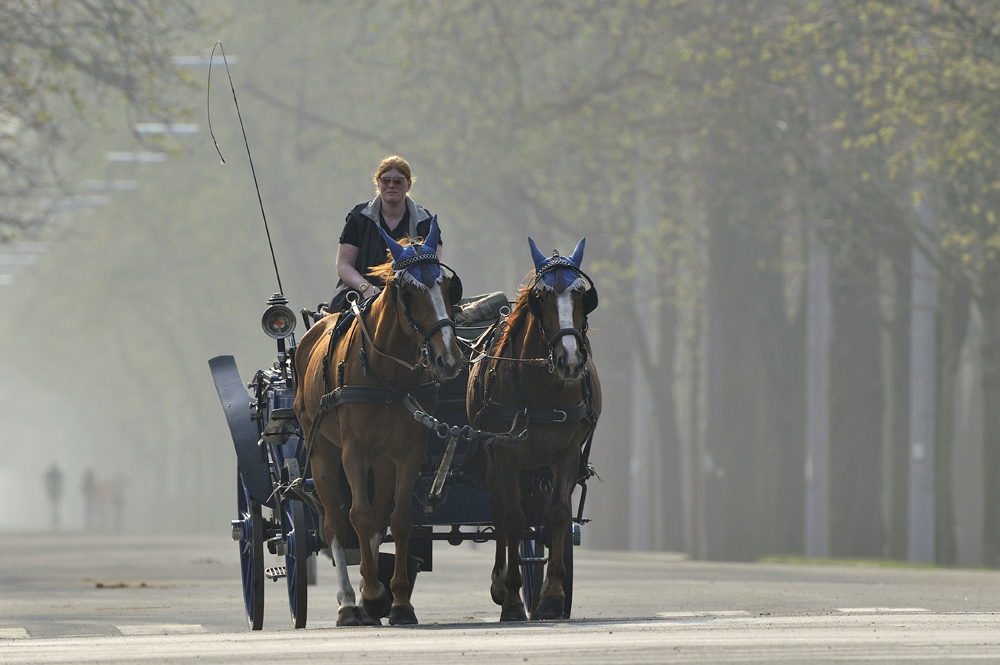 Fiaker am Weg zur Arbeit