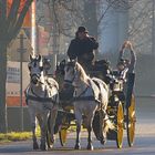 Fiaker-Ausfahrt durch die frühlingshafte Prater Haupt-Allee