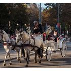 Fiaker beim Burgtheater