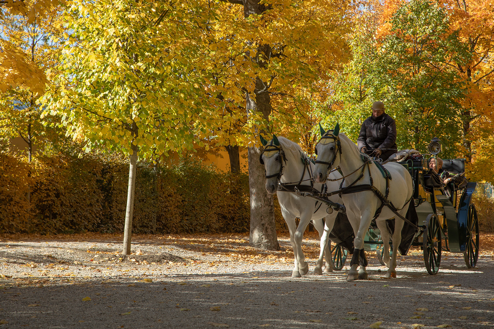 Fiaker in Schönbrunn