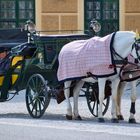 Fiaker in Schönbrunn