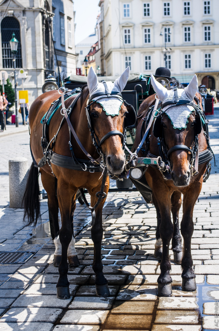 Fiaker in Wien