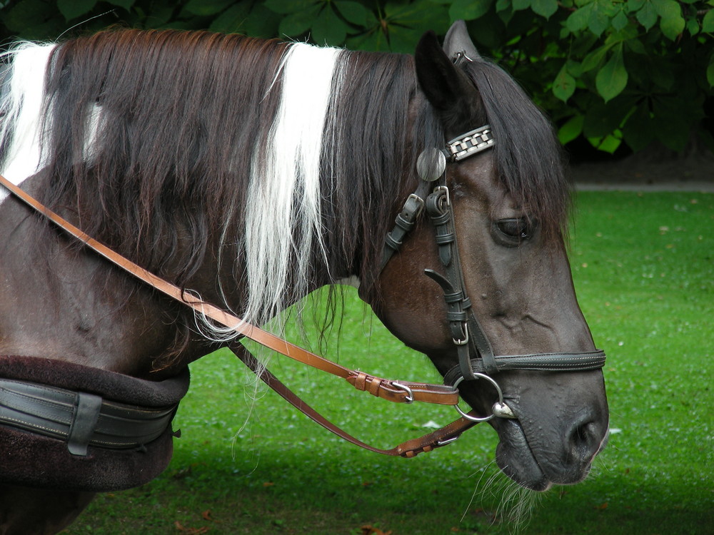 Fiakerpferd in Innsbruck