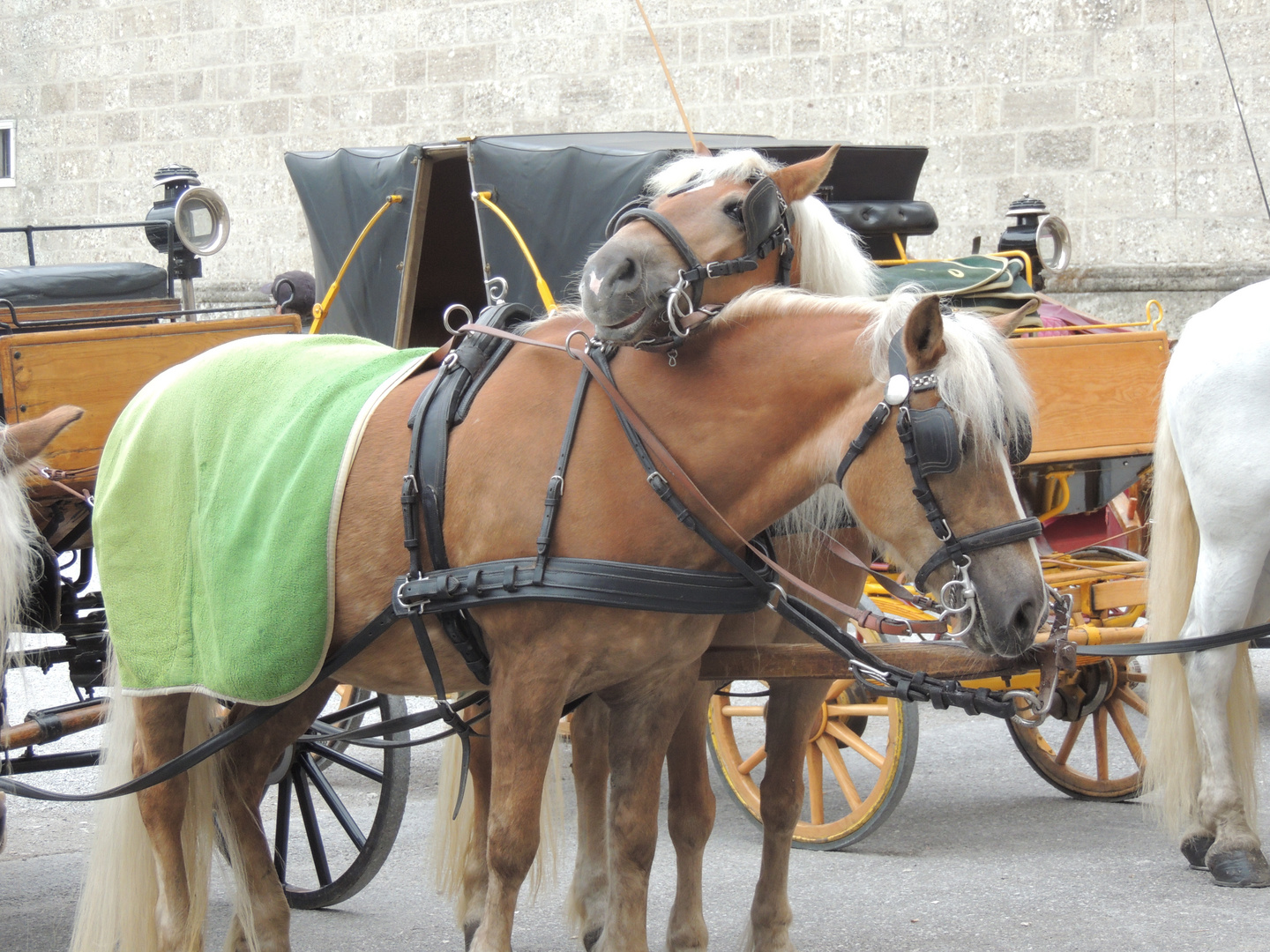 Fiakerpferde am Residenzplatz Salzburg