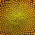 Fibonacci-Folge