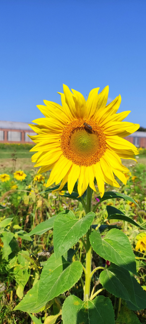 Fibonacci, Sonnenblume und Biene