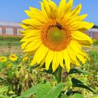 Fibonacci, Sonnenblume und Biene