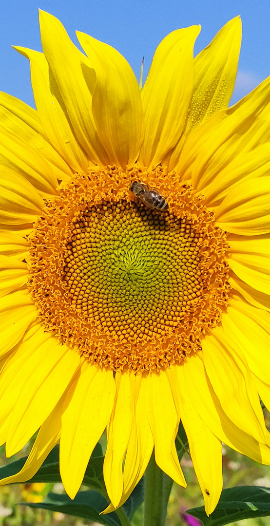 Fibonacci, Sonnenblume und Biene (Redux)