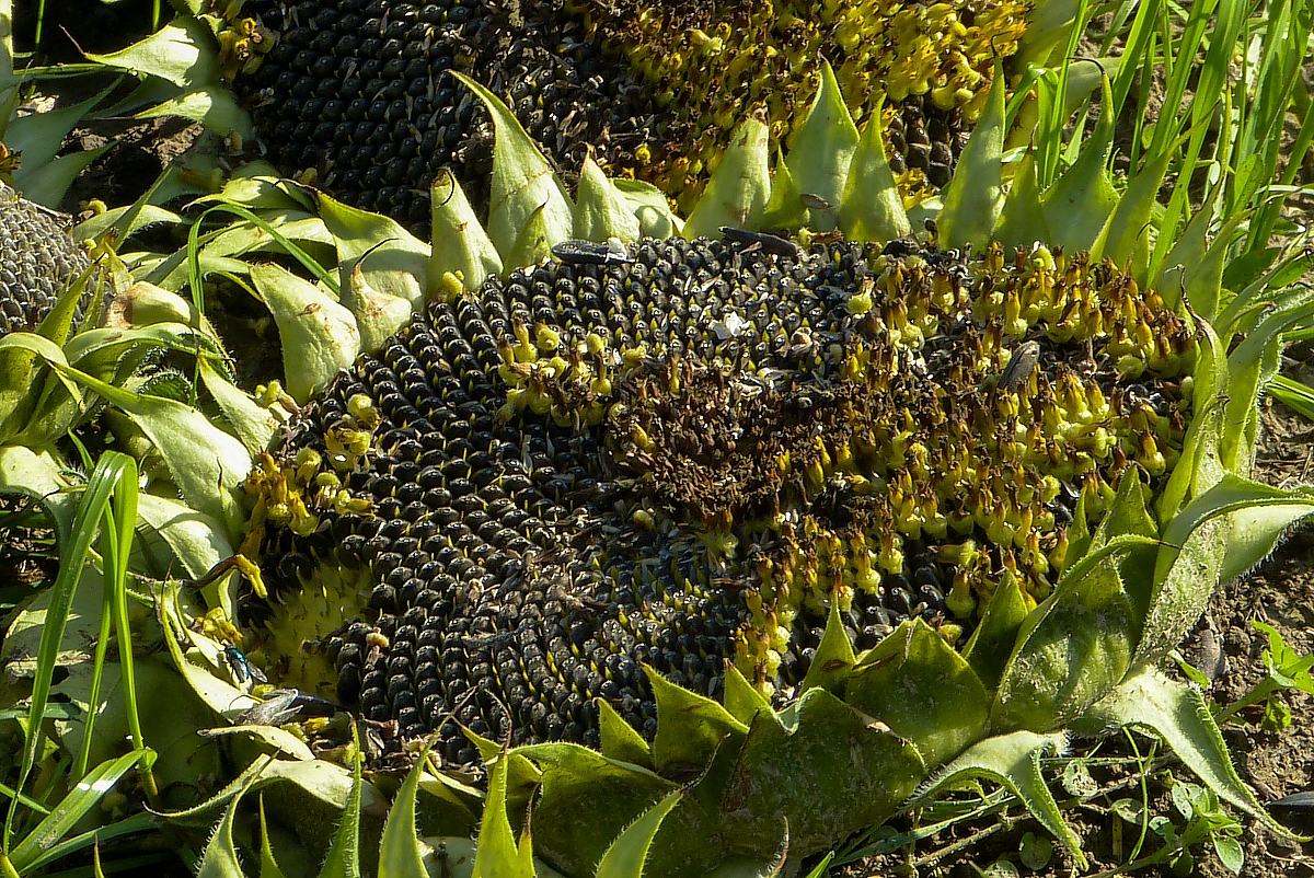 FibonacciSpiralen Foto & Bild pflanzen, pilze & flechten, blüten