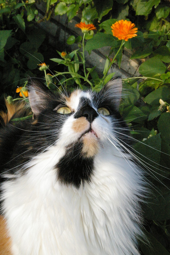 Fiby (Maine Coon)