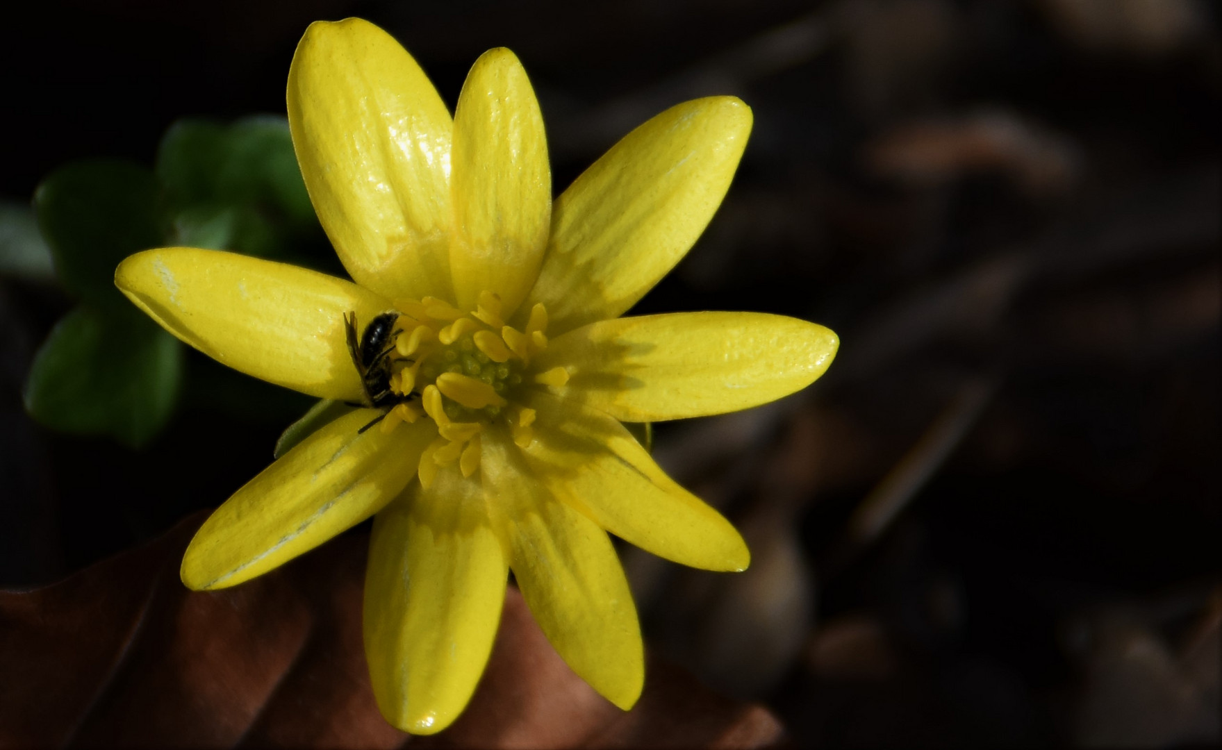 Ficaria verna "" Scharbockskraut ""