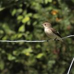 Ficedula hypoleuca