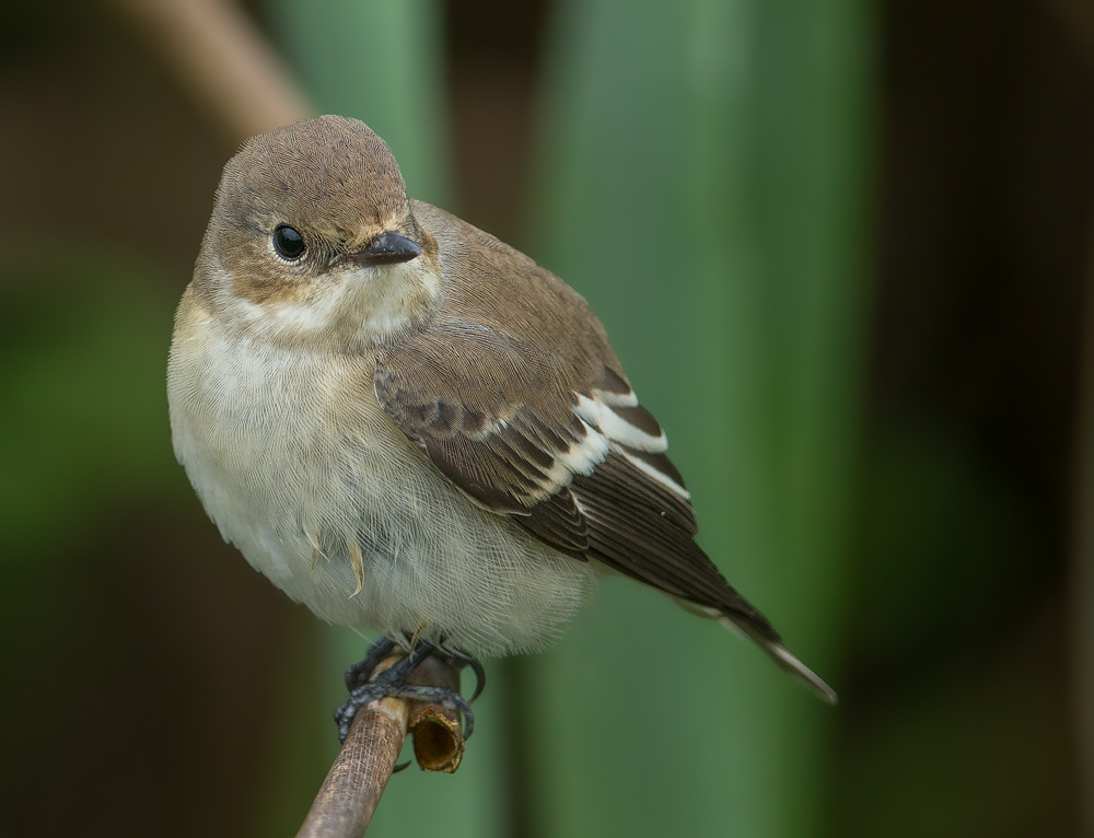 Ficedula hypoleuca