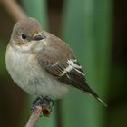 Ficedula hypoleuca