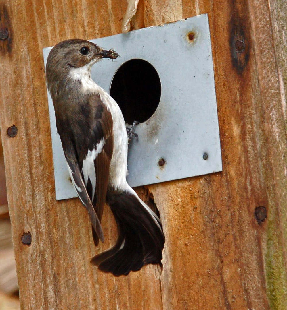 Ficedula hypoleuca