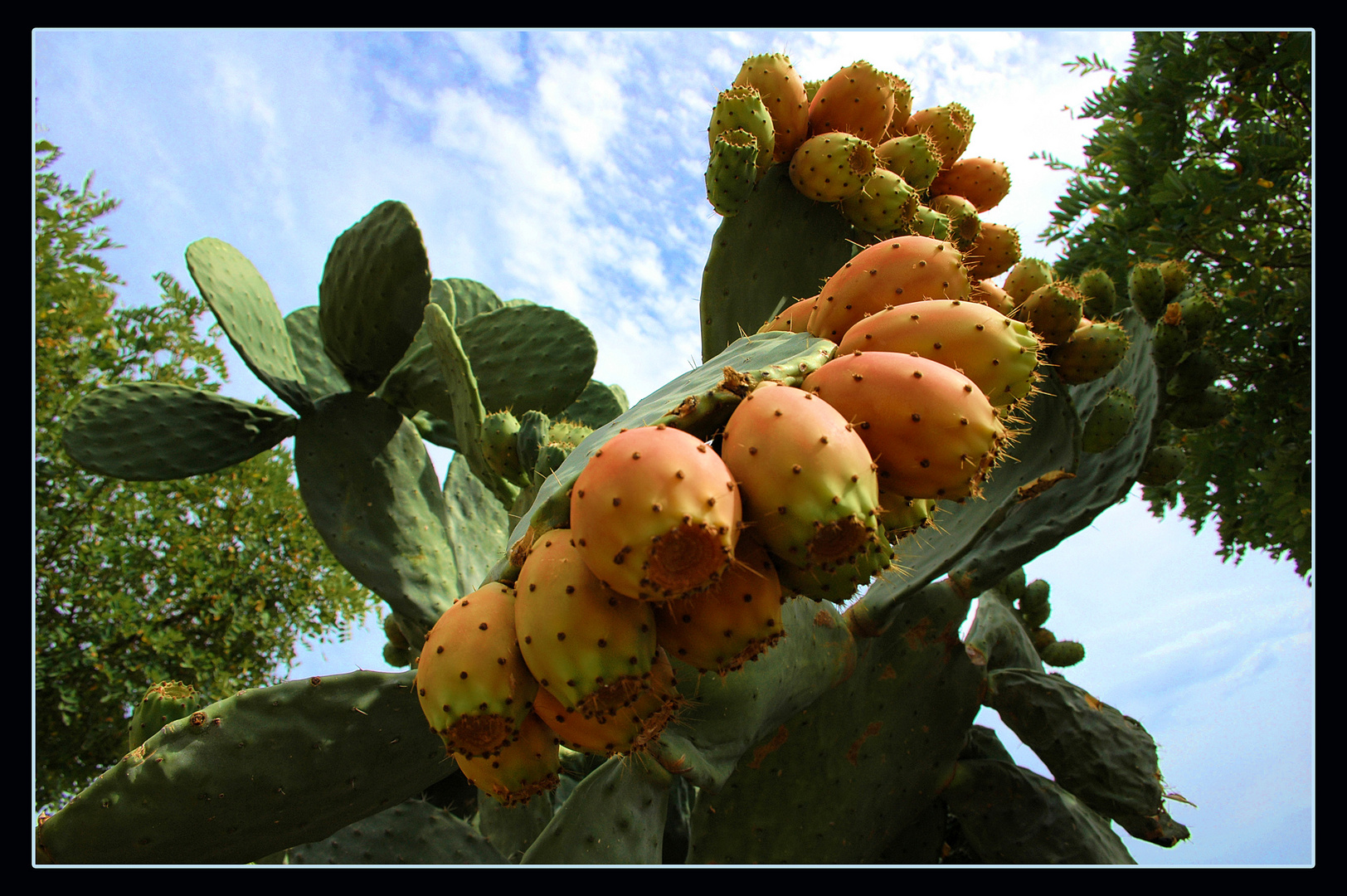 FICHI DALL'ELBA