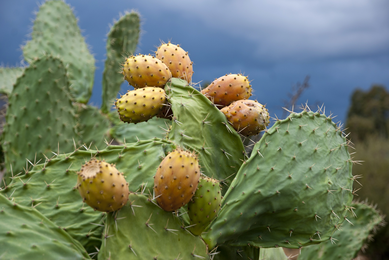 Fichi d'India