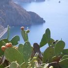 fichi d'india a Lipari