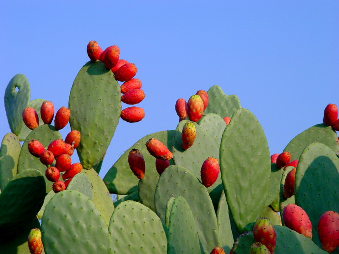 Fichi d'india