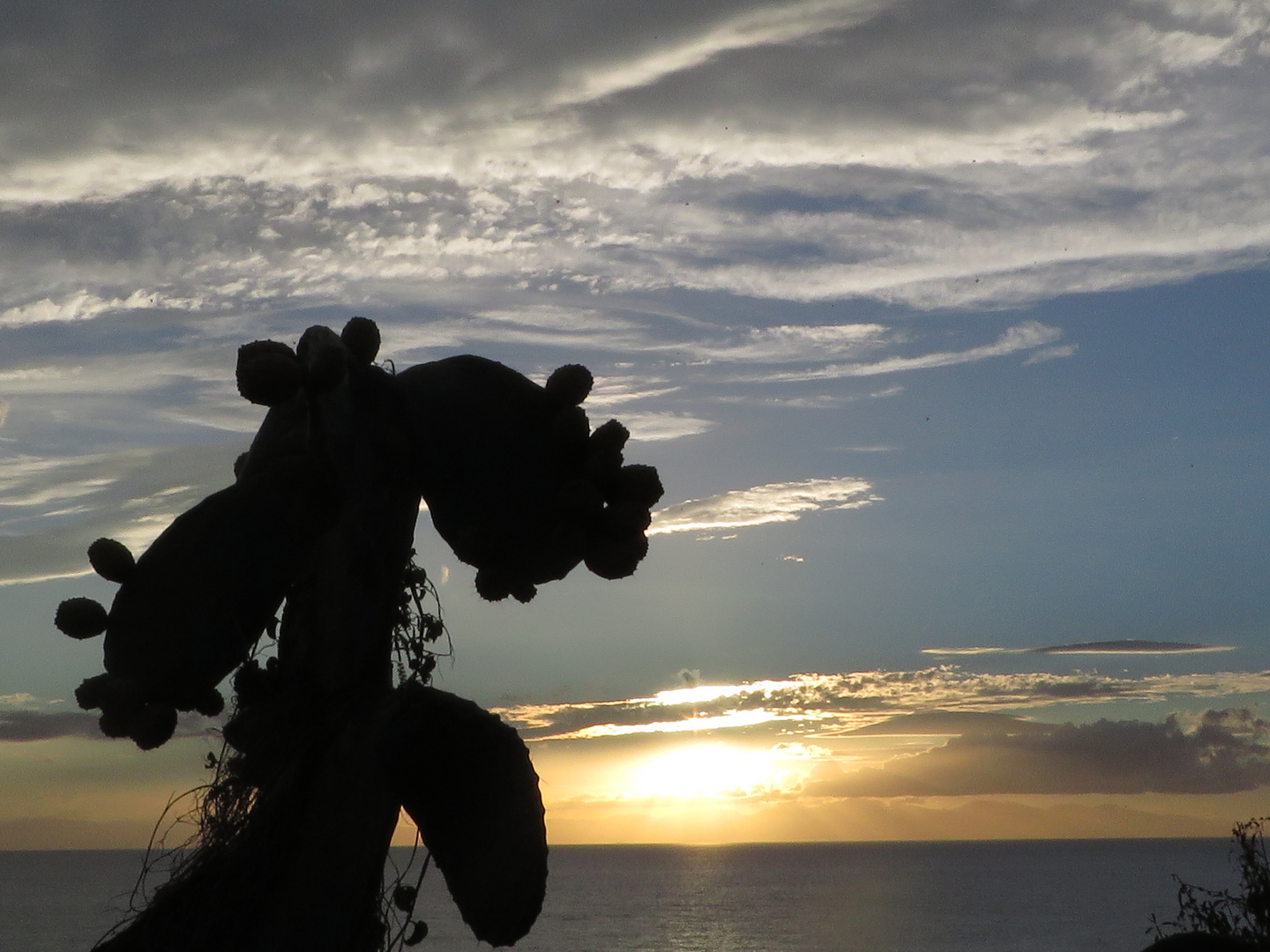 Fichi d'India e tramonto