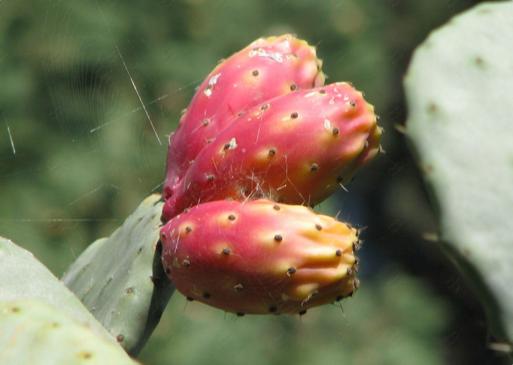 Fichi d'India (Opuntia ficus-indica)