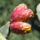 Fichi d'India (Opuntia ficus-indica)