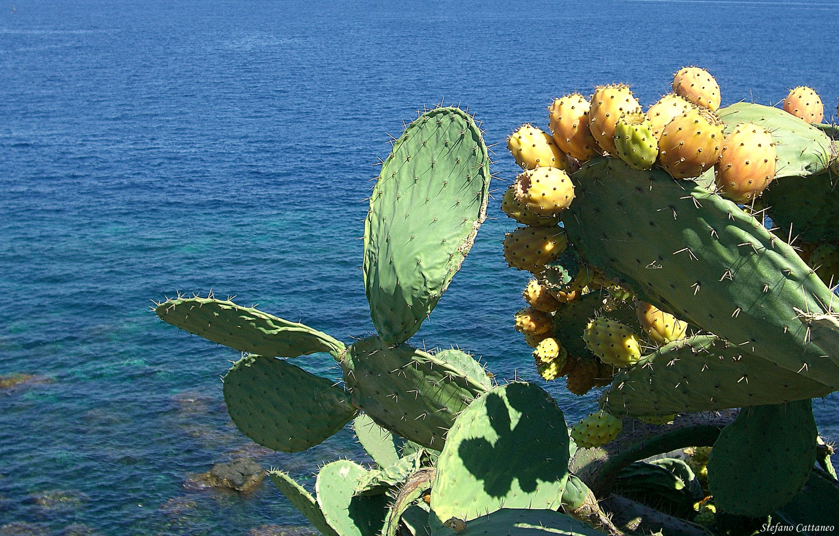 Fichi D'India Siciliani Foto % Immagini| europe, italy ...