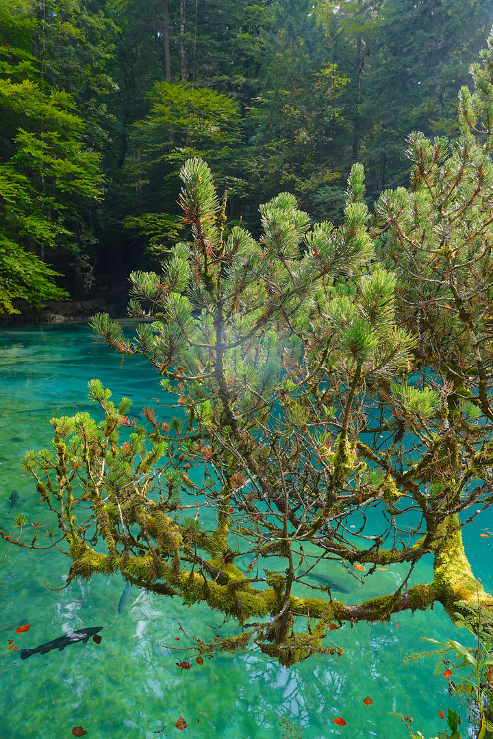 Fichte am Blausee 