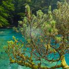 Fichte am Blausee 