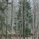 Fichte im Birkenwald bei Ravensdamm