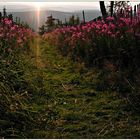 Fichtelberg - Blick ins Tal