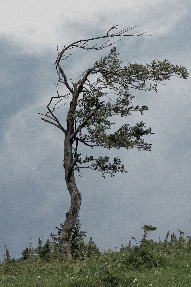 Fichtelbergbaum