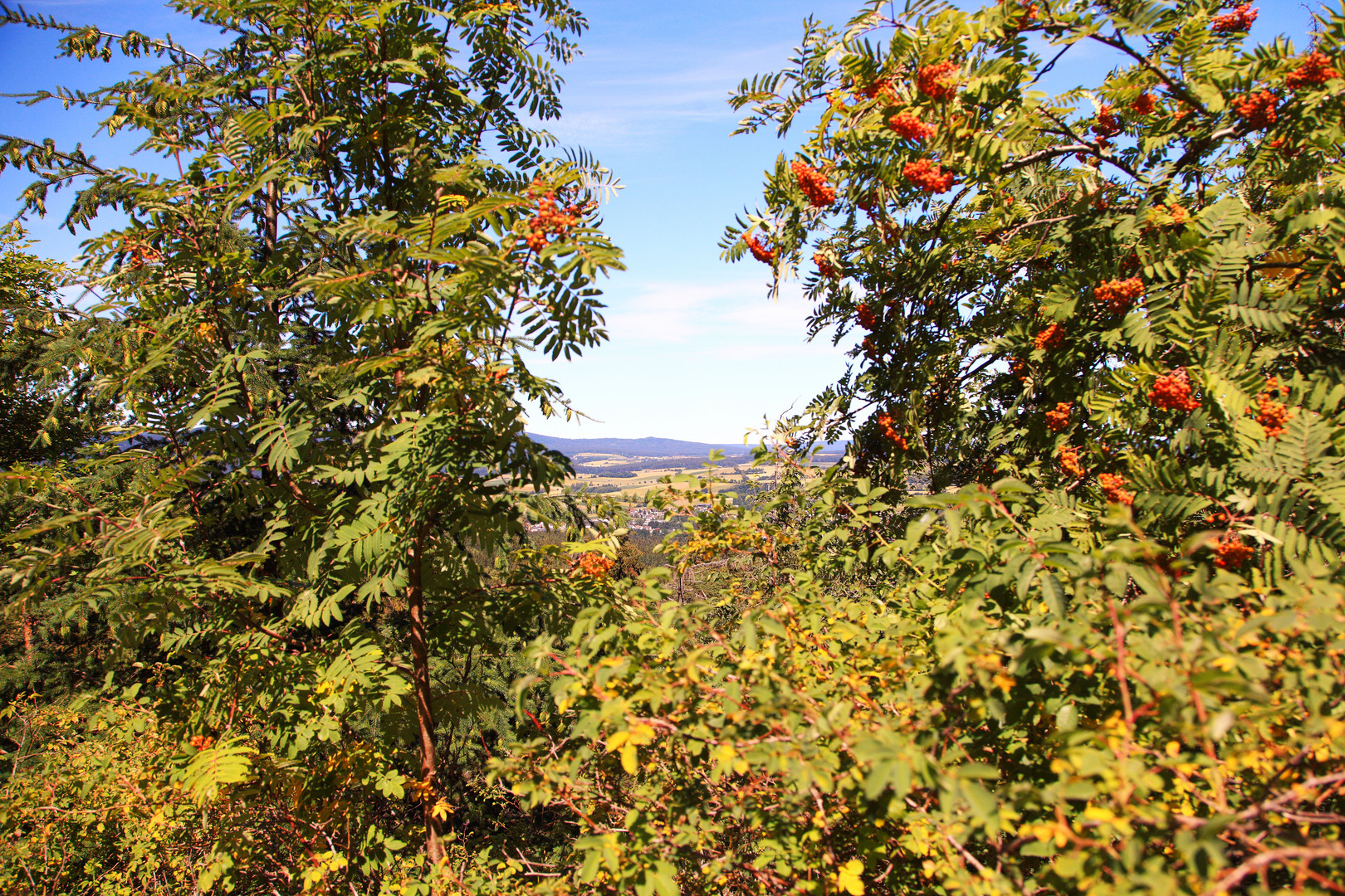 Fichtelgebirge Felsenlabyrinth Blick durch die Eberesche in die Ferne