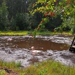 Fichtelgebirge: Moorbad Fleckl