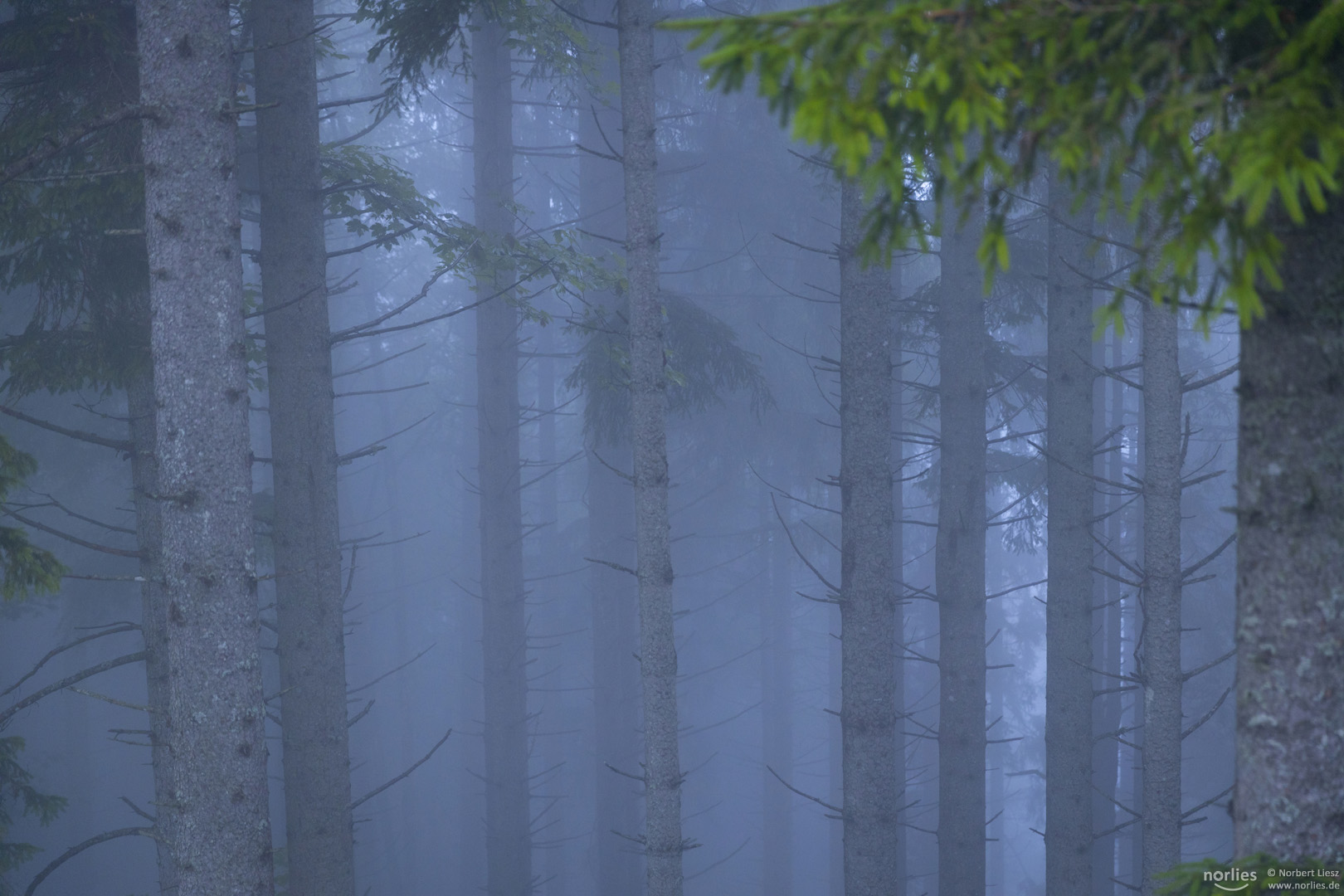 Fichten im Nebel