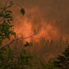 Fichten im Nebel, beleuchtet von der untergehenden Sonne