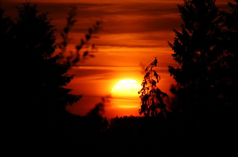 Fichten im Sonnenuntergang