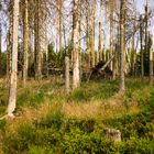 Fichten nach Borkenkäferbefall_E7I4448_1