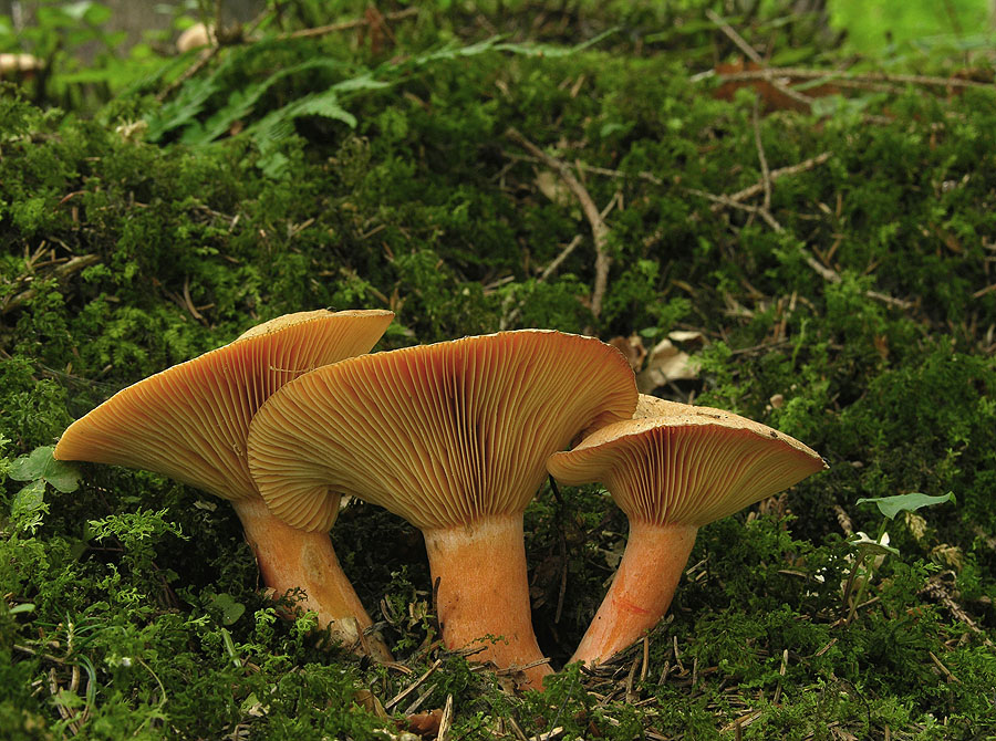 Fichten-Reizker (Lactarius deterrimus) Foto &amp; Bild | pflanzen, pilze ...