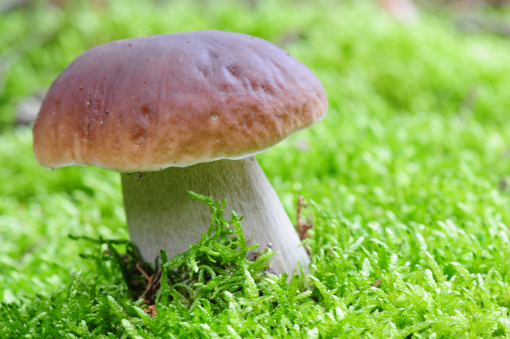 Fichten-Steinpilz Foto &amp; Bild | pflanzen, pilze &amp; flechten, pilze ...