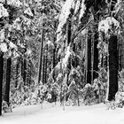 Fichten-Tannen-Buchen-Bergmischwald  ....