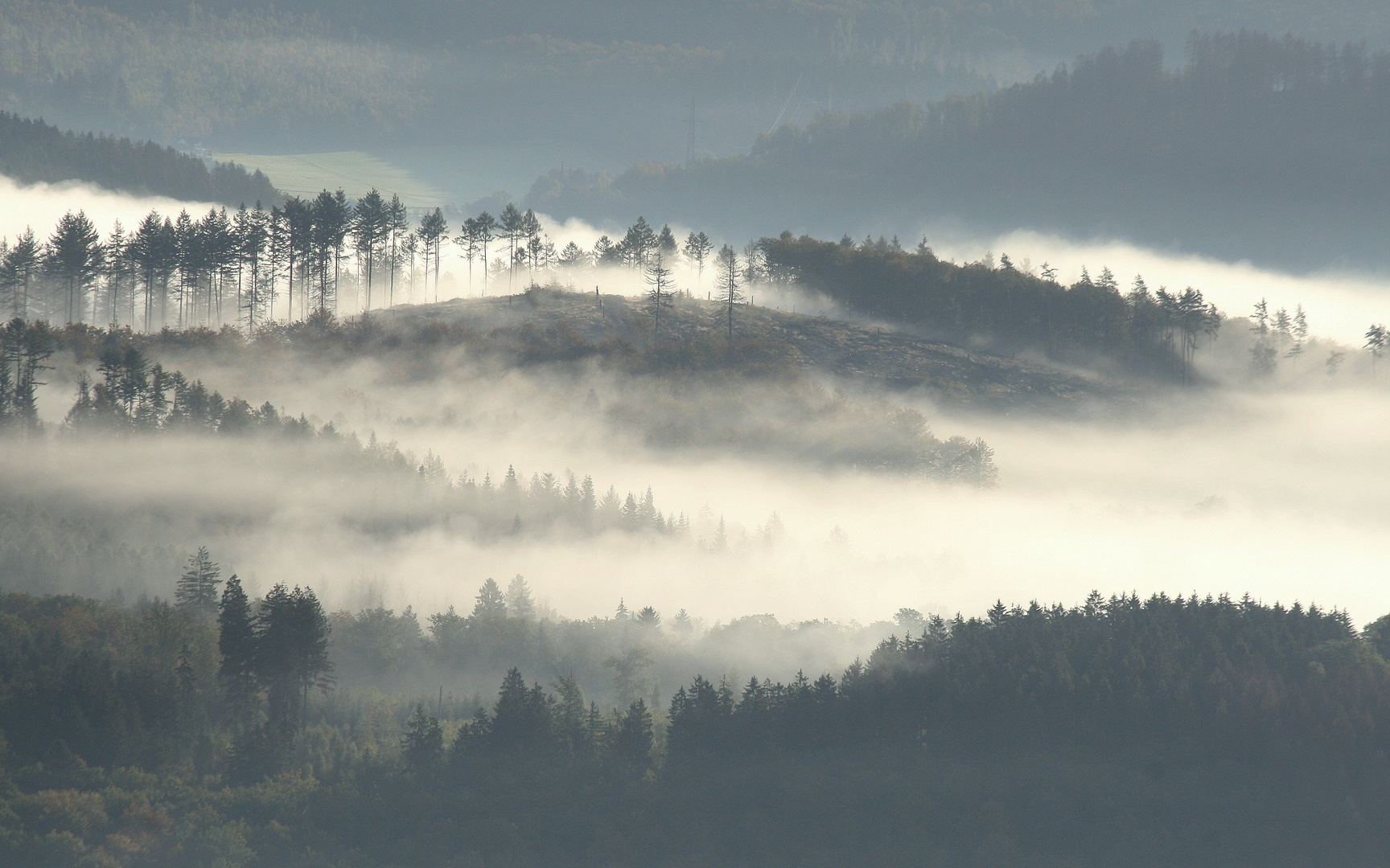 Fichten und Nebel