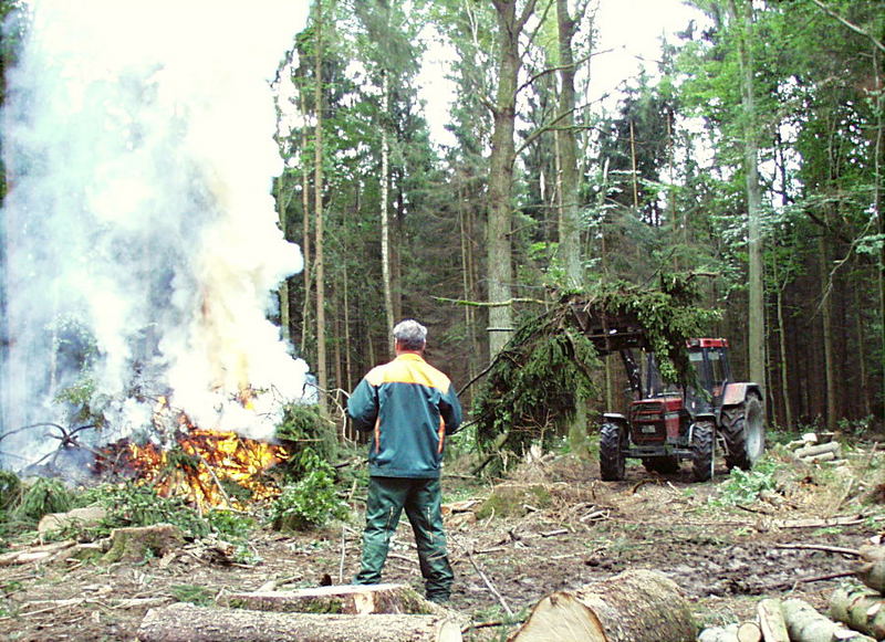 Fichten vom Borkenkäfer befallen