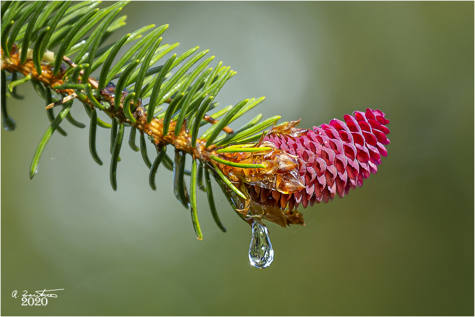 Fichtenblüte