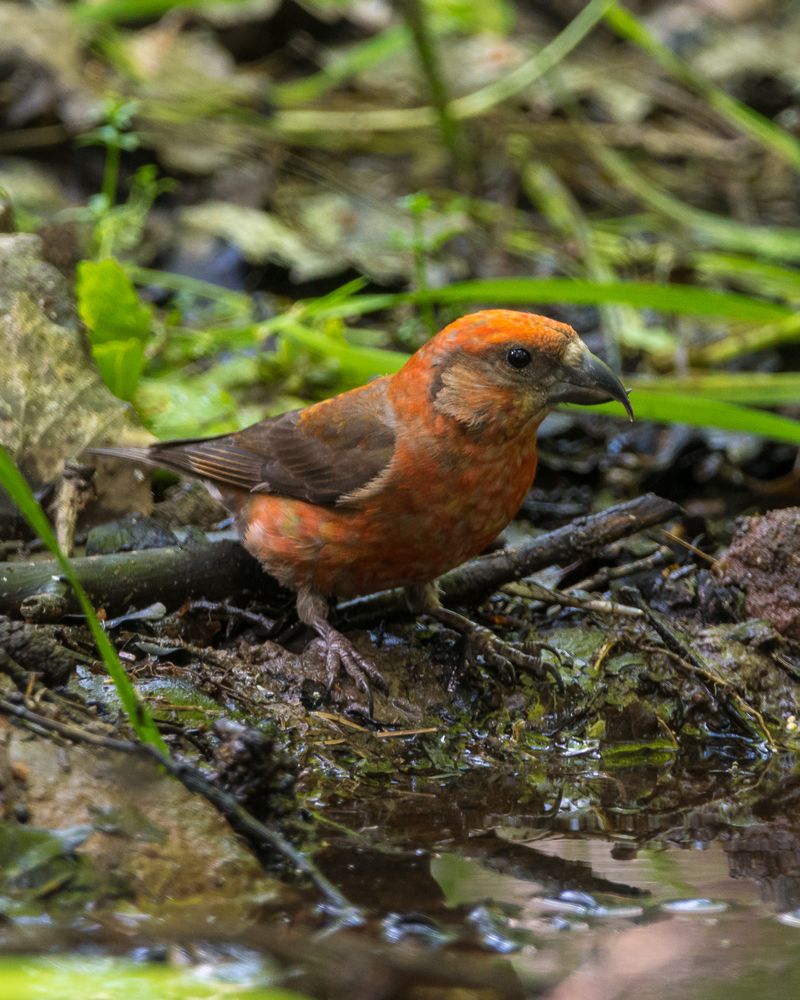 Fichtenkreuzschnabel (Loxia curvirostra)