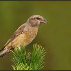 Fichtenkreuzschnabel (Loxia curvirostra) - Letzter Teil: Portrait eines weiblichen Altvogels