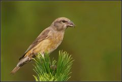 Fichtenkreuzschnabel (Loxia curvirostra) - Letzter Teil: Portrait eines weiblichen Altvogels